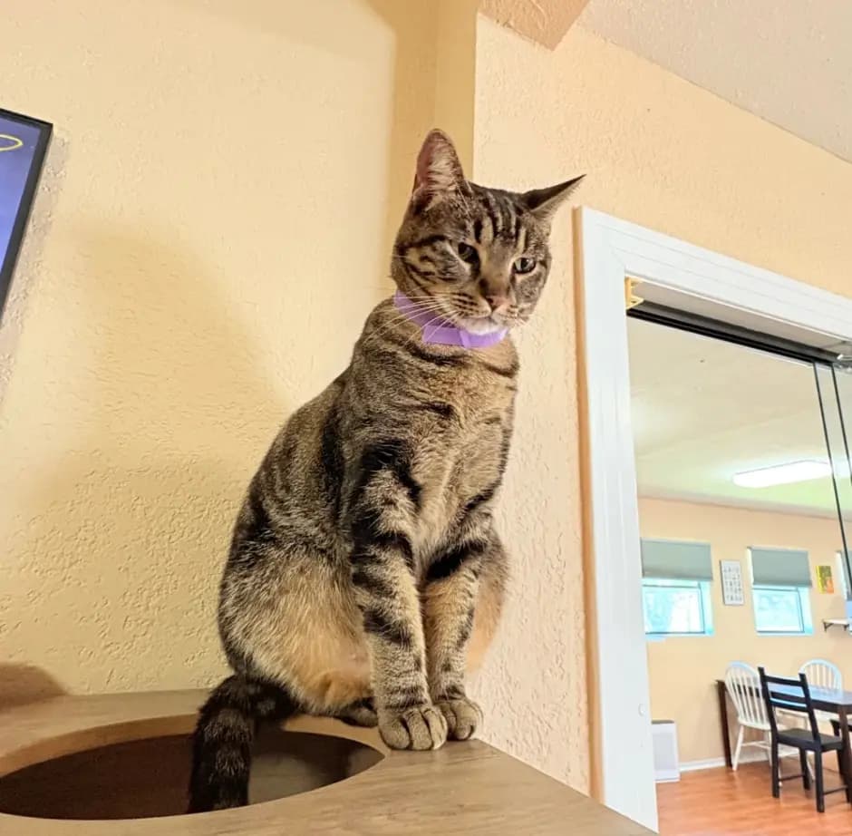 Pet Meme Creation — example output